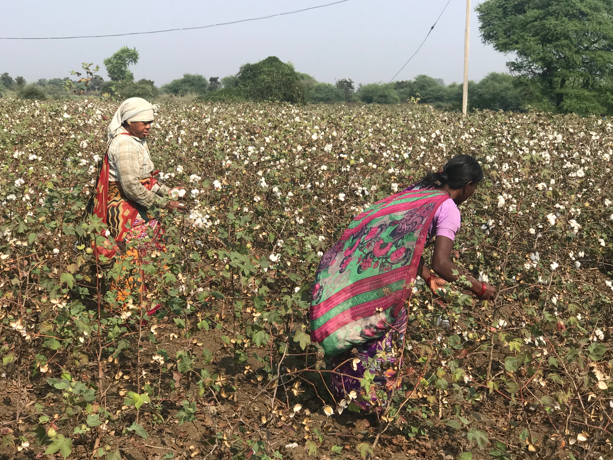 Women and modified crops Bt cotton in India Heinrich